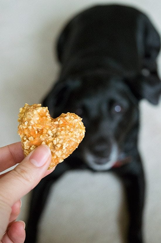 Whip Up Quick 4-Ingredient Treats for Dogs & Horses